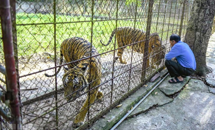 Đàn hổ được ông Trịnh Đình Bạch chăm sóc suốt nhiều năm qua tại Thanh Hóa
