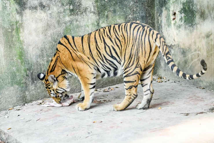 Hiện trang trại còn 9 cá thể hổ, mỗi ngày tiêu tốn khoảng 1 tạ thức ăn