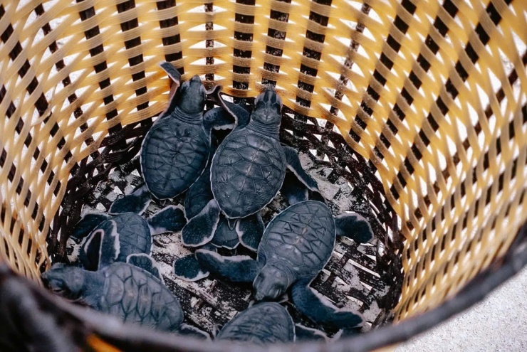 Những chú rùa con trong giỏ