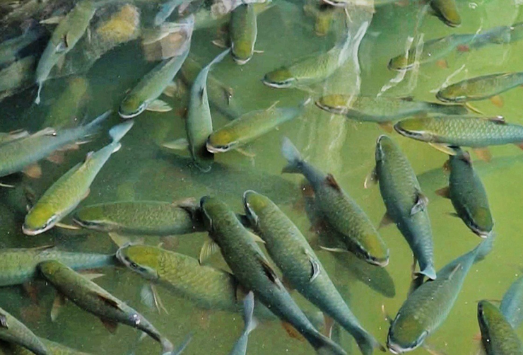 Nếu nhìn qua hẳn nhiều người sẽ nhầm đây là cá chép hoặc cá trắm cỏ. Tuy nhiên, thực chất đây là cá bỗng, cũng thuộc họ cá chép, được mệnh danh là “viên ngọc quý” của núi rừng phía Bắc.
