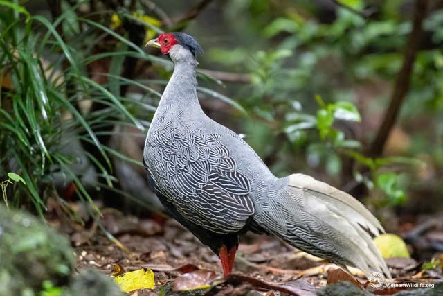 Theo Bộ Công an, việc tặng, cho động vật hoang dã có thể bị xử lý hình sự nếu thuộc trường hợp vi phạm quy định về bảo vệ động vật hoang dã, đặc biệt là các loài nguy cấp, quý, hiếm.