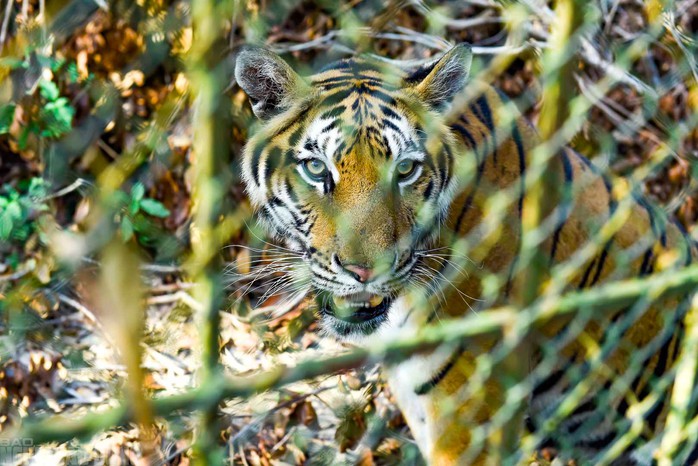 VIDEO: Đàn hổ 9 con nuôi nhốt ở Thanh Hóa đang "chết dần, chết mòn" - 2