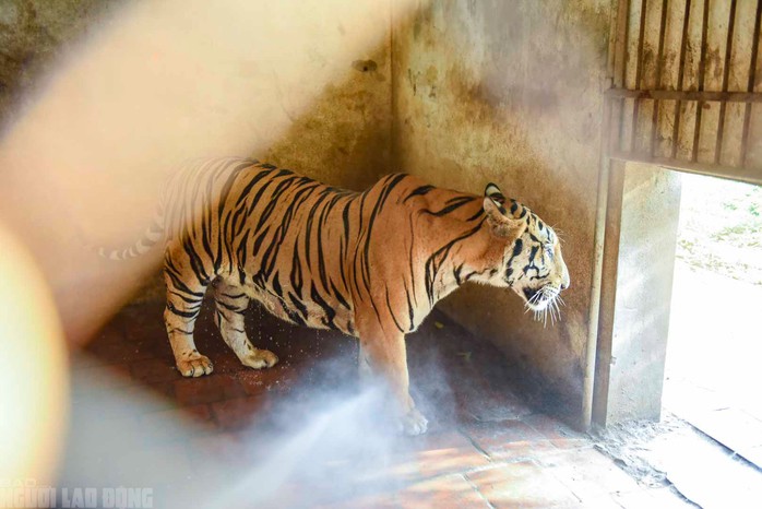 VIDEO: Đàn hổ 9 con nuôi nhốt ở Thanh Hóa đang "chết dần, chết mòn" - 4