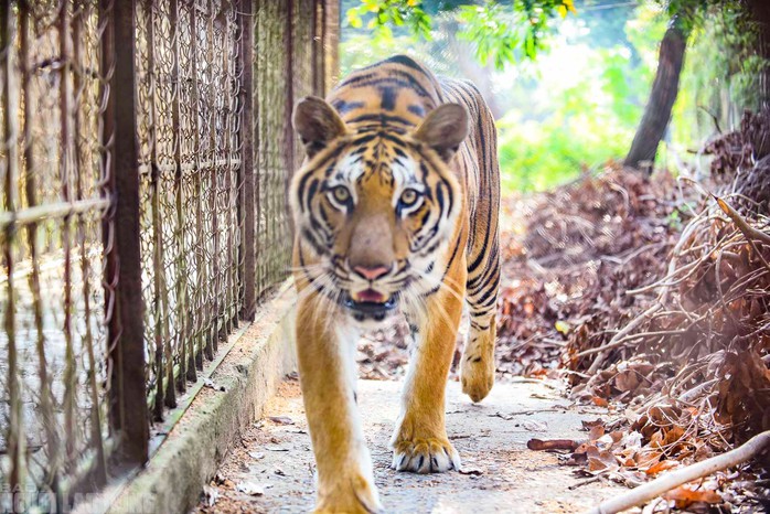 Đàn hổ này lúc đầu có 15 cá thể, nhưng tới giờ đã chết 6 con