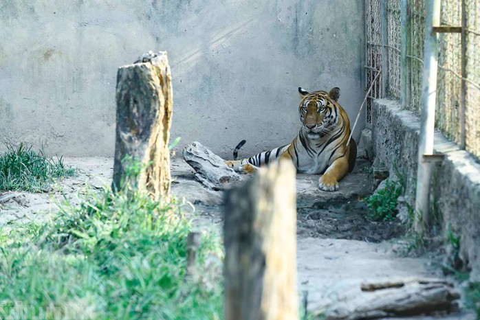 VIDEO: Đàn hổ 9 con nuôi nhốt ở Thanh Hóa đang "chết dần, chết mòn" - 9