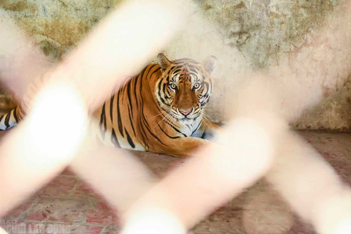 VIDEO: Đàn hổ 9 con nuôi nhốt ở Thanh Hóa đang "chết dần, chết mòn" - 7