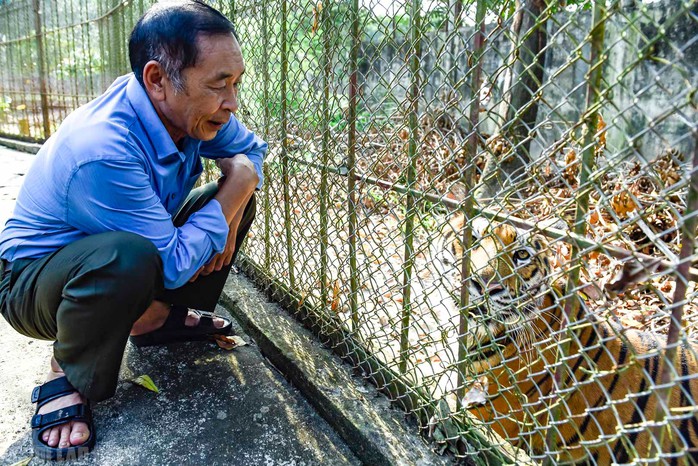 VIDEO: Đàn hổ 9 con nuôi nhốt ở Thanh Hóa đang "chết dần, chết mòn" - 8