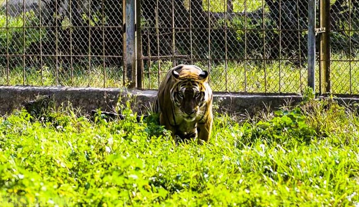 Gia đình ông Bạch cũng muốn chuyển giao đàn hổ, thế nhưng do không có đơn vị tiếp nhận nào chịu bỏ tiền ra để hỗ trợ, nên đến nay đàn hổ vẫn chưa được "giải cứu"