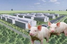 Hai đại gia Việt muốn đưa lợn lên ở "chung cư" có tiềm lực thế nào?
