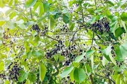 Thị trường - Tiêu dùng - Hơn nửa triệu/kg “phân dê” mọc trên cây, hái bán là hốt bạc, ở Việt Nam có đầy