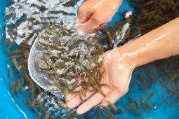 Thị trường - Tiêu dùng - Loại cá đặc sản nhiều người nhầm lẫn, trước được tiến Vua, giờ hơn 500.000 đồng/kg vẫn ùn ùn người mua