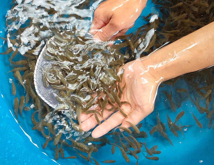 Nhờ sống trong môi trường suối đầu nguồn tinh khiết, cá bỗng cho thịt chắc, ít xương và có hương vị đặc trưng hiếm loài cá nào sánh được. Chính điều này khiến nó trở thành đặc sản được nhiều người săn tìm. Nhờ sống trong môi trường suối đầu nguồn tinh khiết, cá bỗng cho thịt chắc, ít xương và có hương vị đặc trưng hiếm loài cá nào sánh được. Chính điều này khiến nó trở thành đặc sản được nhiều người săn tìm.
