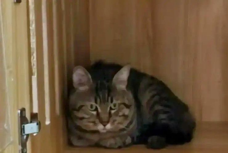 Dùng mèo để gán nợ, hơn 4.000 người tranh nhau đấu giá - 2