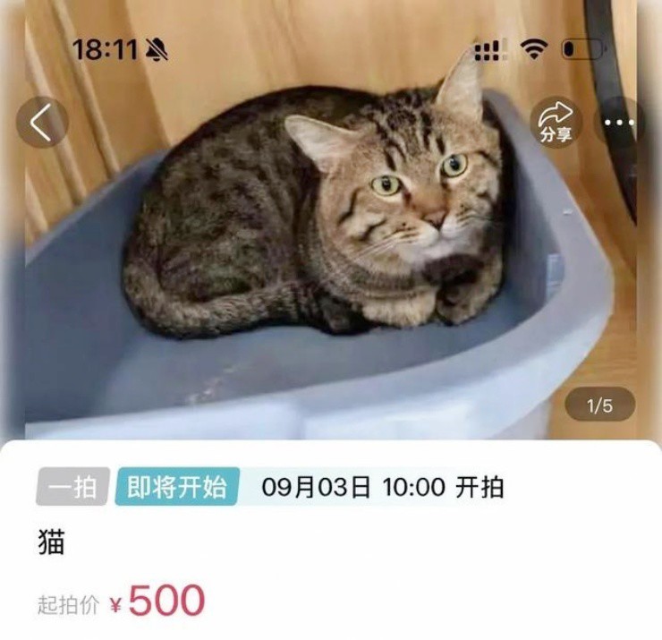 Dùng mèo để gán nợ, hơn 4.000 người tranh nhau đấu giá - 1