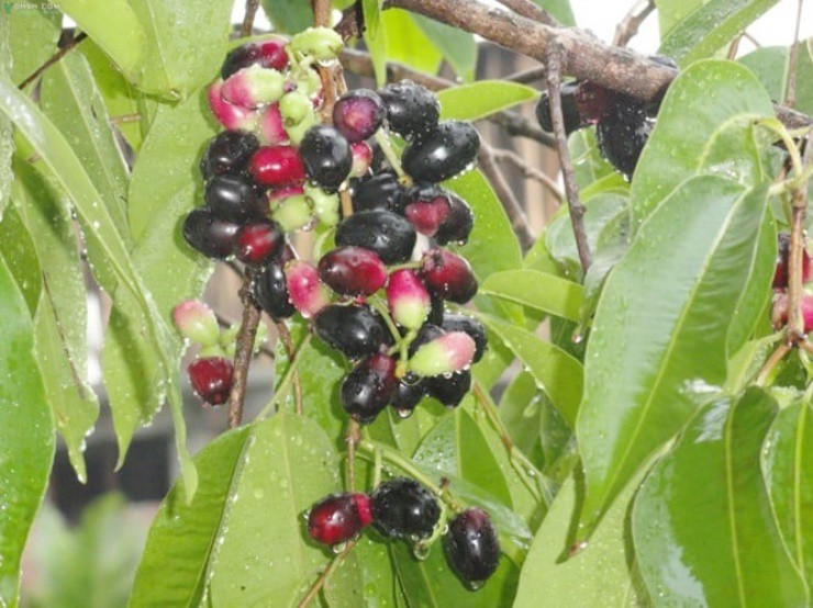 Hơn nửa triệu/kg “phân dê” mọc trên cây, hái bán là hốt bạc, ở Việt Nam có đầy - 1