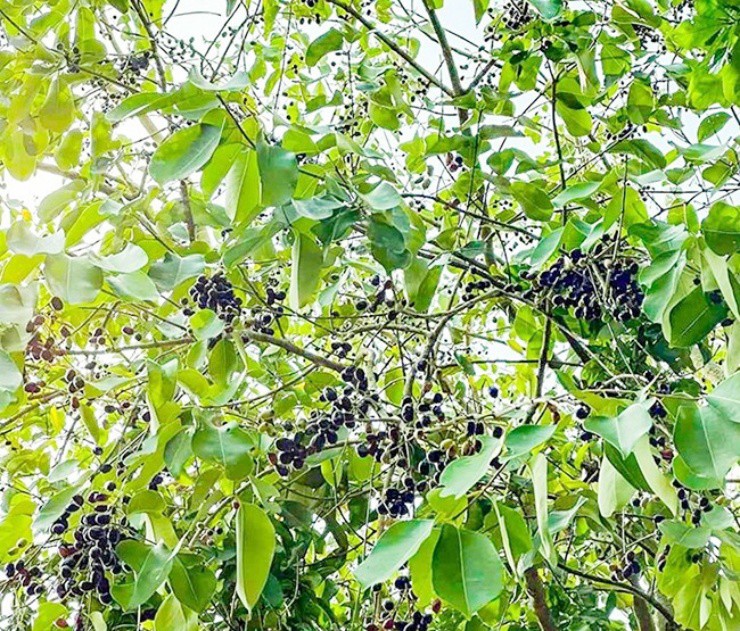 Hơn nửa triệu/kg “phân dê” mọc trên cây, hái bán là hốt bạc, ở Việt Nam có đầy - 3