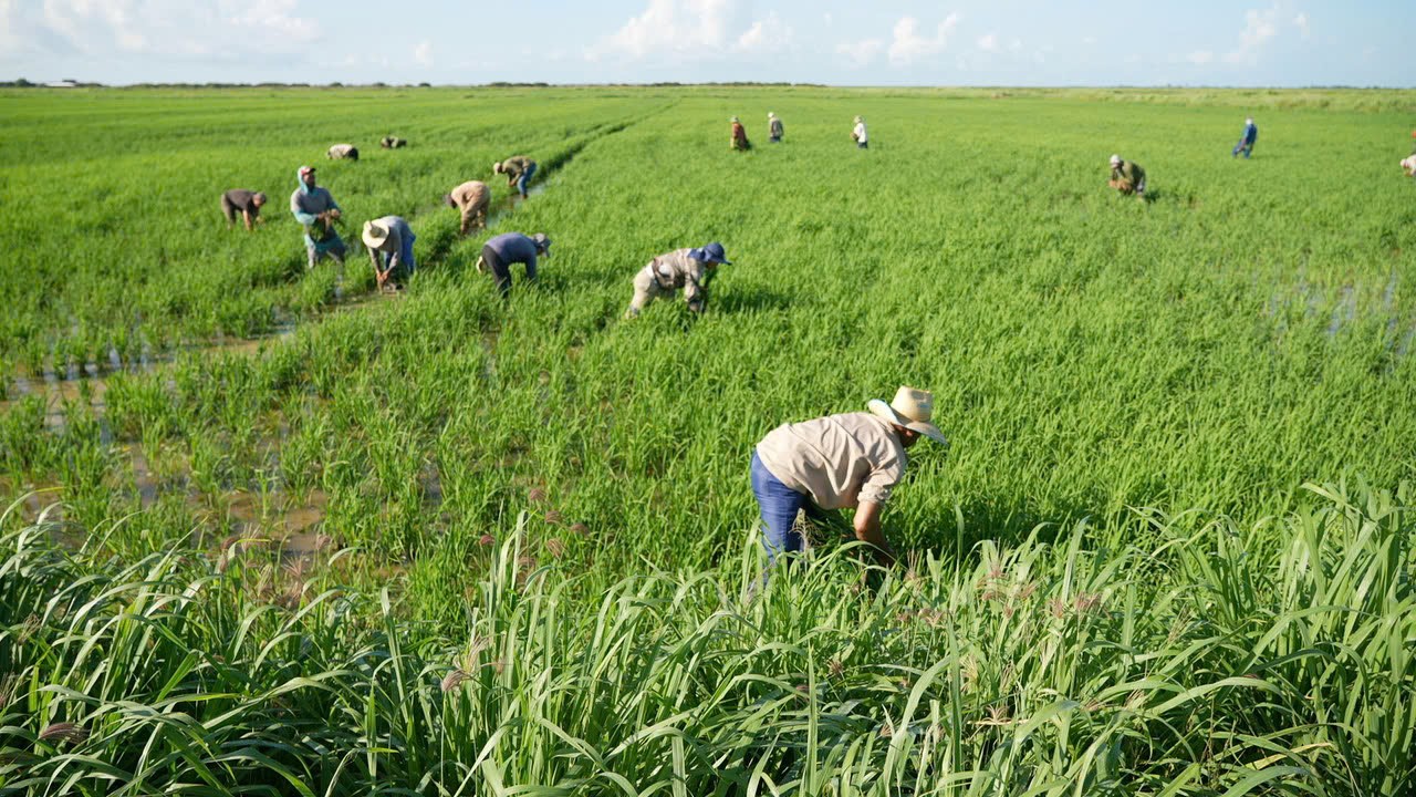 Việt Nam tặng món quà "đặc biệt" cho người dân Cuba - 1