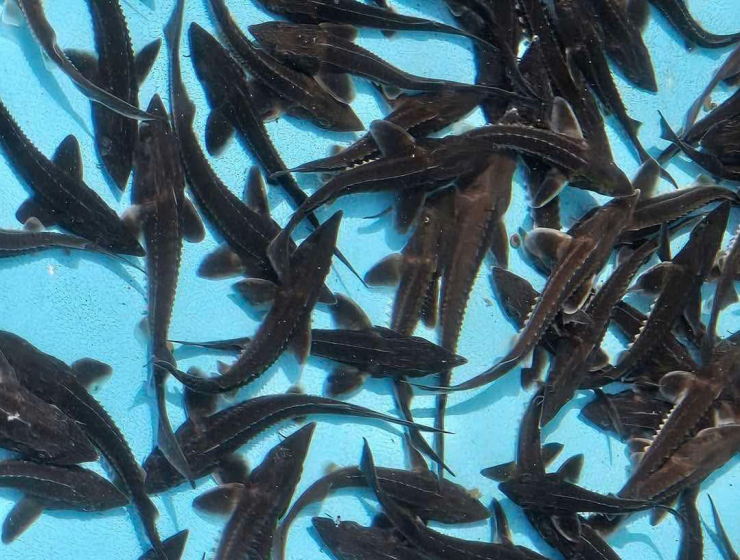 Cá tầm Trung Quốc tràn về, người nuôi cá tầm ở Lào Cai lao đao. Ảnh: NVCC