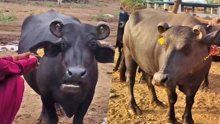 Con trâu được trả 427 triệu đồng, người đàn ông liền đồng ý bán - 1