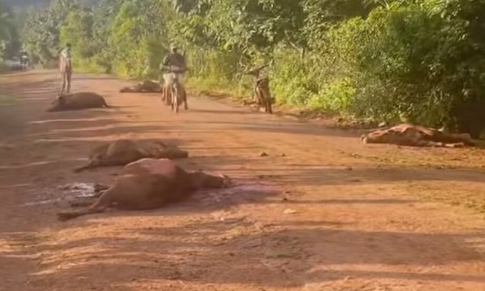 Số bò bị ôtô tông chết nằm rải rác dọc đường. Ảnh: Ngọc Oanh