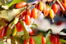 Thị trường - Tiêu dùng - Quà vặt tuổi thơ của người Việt, nay bỗng hóa “mỏ tiền”