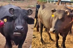 Bạn trẻ - Cuộc sống - Con trâu được trả 427 triệu đồng, người đàn ông liền đồng ý bán