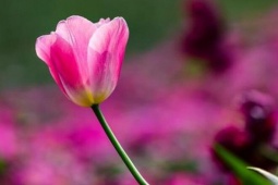 Người khôn ngoan không bận tâm 3 điều: Càng mặc kệ, cuộc sống càng may mắn