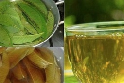 Uống nước lá ổi theo cách này cực tốt cho sức khỏe, không phải ai cũng biết