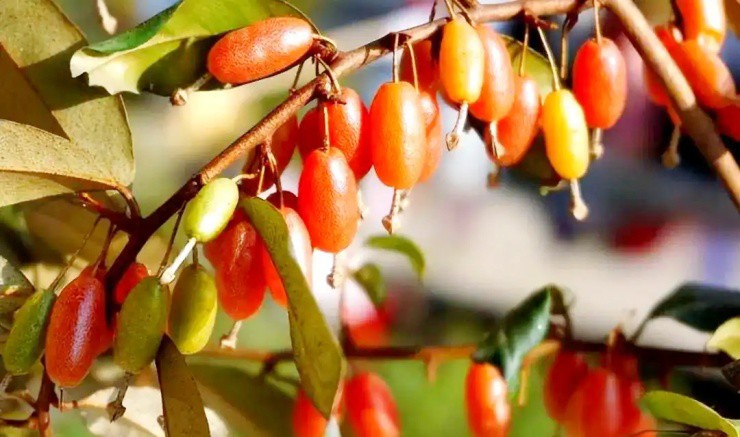 Quà vặt tuổi thơ của người Việt, nay bỗng hóa “mỏ tiền” - 1