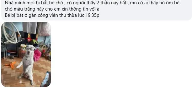 Một người đã phát bình luận về việc bị mất trộm chó ngay sau đó.