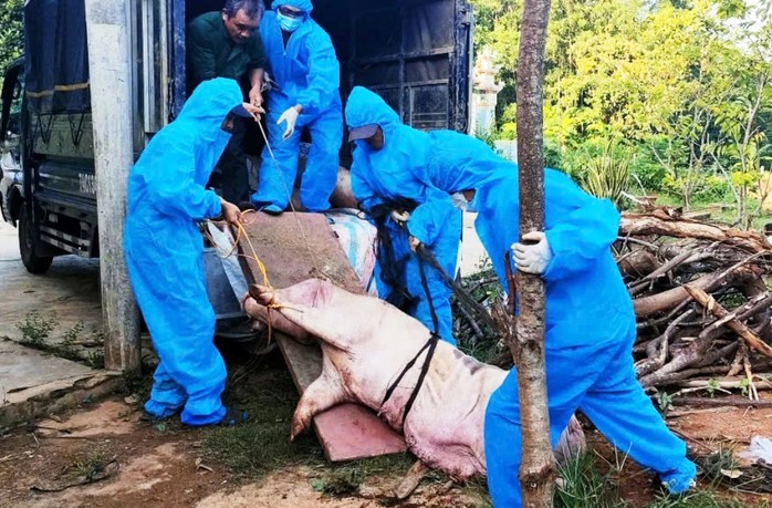 Lực lượng chức năng đưa heo đi tiêu hủy sau khi bị dịch tả châu Phi