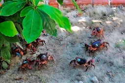 Thị trường - Tiêu dùng - "Lộc trời" quý hiếm xuất hiện vào ban đêm, dân rọi đèn bắt về bán, đắt hơn cua huỳnh đế