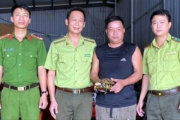 Tin tức trong ngày - Rùa núi vàng 2kg bò vào vườn nhà dân