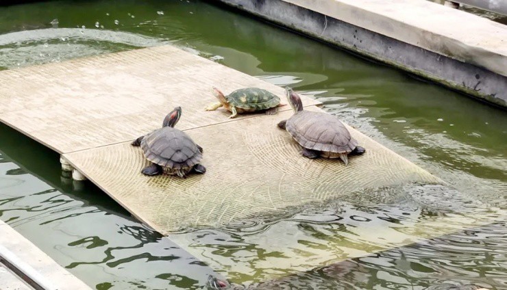 Người lười nuôi loài “chậm chạp”, mỗi năm nhẹ nhàng đút túi vài tỷ - 2