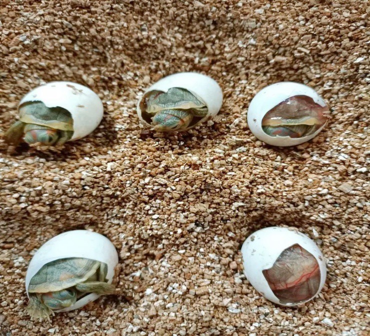 Người lười nuôi loài “chậm chạp”, mỗi năm nhẹ nhàng đút túi vài tỷ - 3