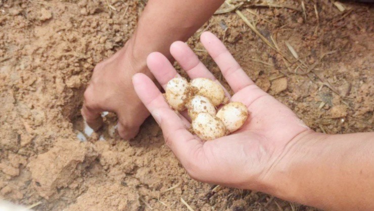 Người lười nuôi loài “chậm chạp”, mỗi năm nhẹ nhàng đút túi vài tỷ - 4