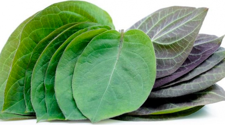 2 loại rau ít "ngậm" thuốc trừ sâu, cái số 1 đầy ở chợ nhiều người không biết mà mua - 3