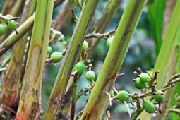 Thị trường - Tiêu dùng - Loại hạt đắt đỏ bậc nhất thế giới, 2 triệu đồng/kg, ở Việt Nam trồng bạt ngàn