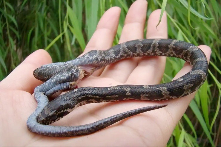 Từ “chúa nợ” nay kiếm vài trăm tỷ/năm nhờ nuôi loài ai thấy cũng khiếp vía - 3