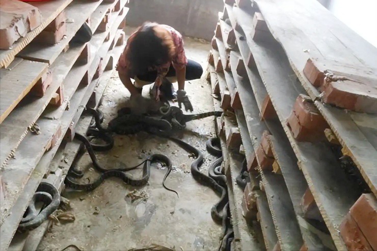 Từ “chúa nợ” nay kiếm vài trăm tỷ/năm nhờ nuôi loài ai thấy cũng khiếp vía - 2