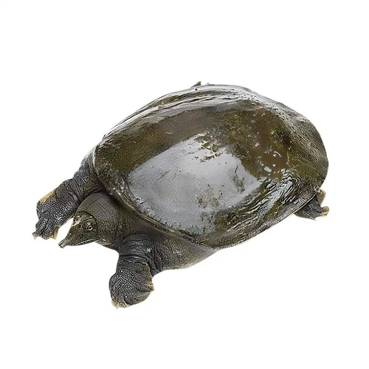 Nuôi con “toàn thân là thuốc”, kiếm hơn 200 tỷ/năm dễ như chơi - 3