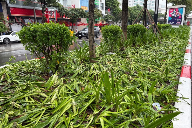 Cảnh tượng khó tin sau buổi tổng hợp luyện, cây, hoa bị dân giẫm nát tơi tả - 1