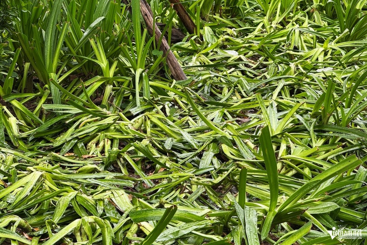 Cảnh tượng khó tin sau buổi tổng hợp luyện, cây, hoa bị dân giẫm nát tơi tả - 2