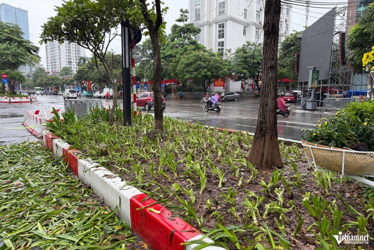 Cảnh tượng khó tin sau buổi tổng hợp luyện, cây, hoa bị dân giẫm nát tơi tả - 5