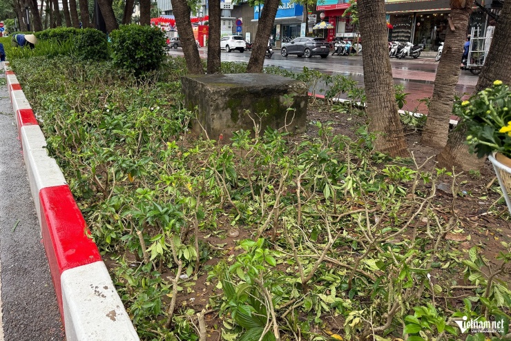 Cảnh tượng khó tin sau buổi tổng hợp luyện, cây, hoa bị dân giẫm nát tơi tả - 7