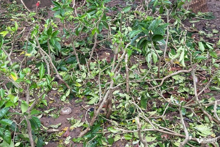 Cảnh tượng khó tin sau buổi tổng hợp luyện, cây, hoa bị dân giẫm nát tơi tả - 8