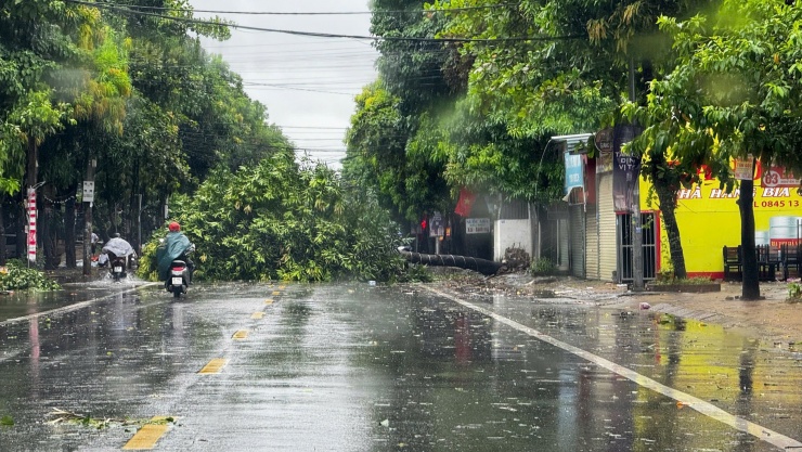 Trước giờ "G" bão số 5 Kajiki đổ bộ, mưa trắng trời, cây đổ, gió giật mạnh - 6