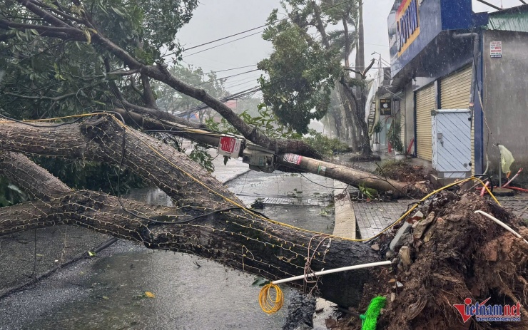 Hai cây xoài và cột điện bị gió quật đổ trên tuyến đường Vũ Quang. Ảnh: K.N