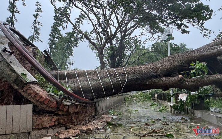 Cây ngô đồng lớn ở khu vực công viên Trần Phú, phường Thành Sen bật gốc đổ. Ảnh: K.N