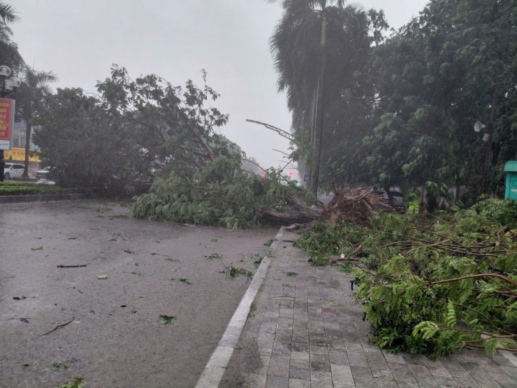 Mưa kèm theo gió mạnh đã làm đổ gãy nhiều cây xanh trên các tuyến phố trung tâm tỉnh Thanh Hóa